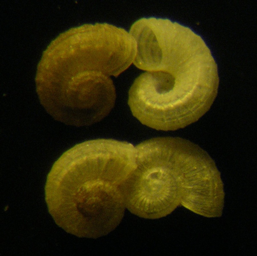 Skeneoides